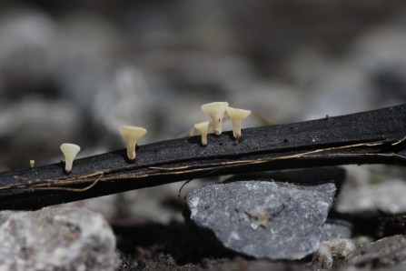 Ash dieback fungus, Hymenoscyphus fraxineus