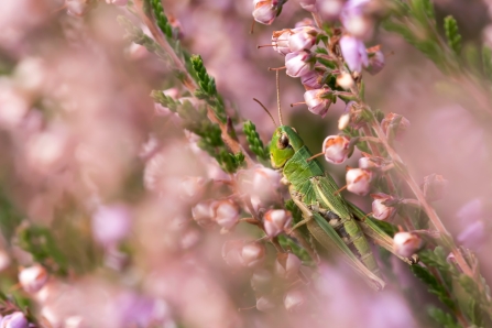 Alan Garnsworthy's winning entry in the 2020 BBOWT photography competition - a meadow grasshopper perched on heather at Crookham Common.