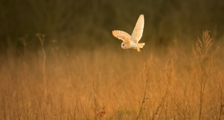 Barn owl in field