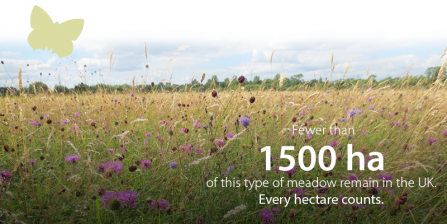 Fewer than 1500 hectares of this type of meadow remain in the UK