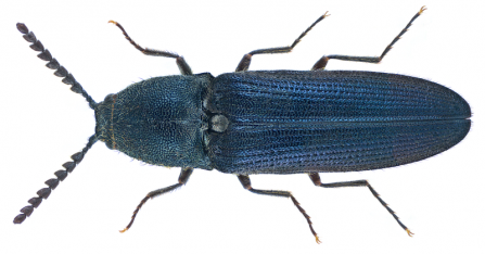 Violet click beetle Limoniscus violaceus