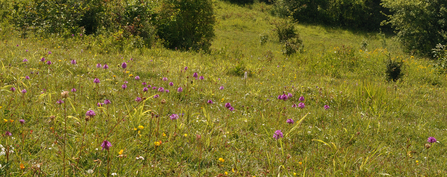 Orchids at Grangelands by Peter Creed