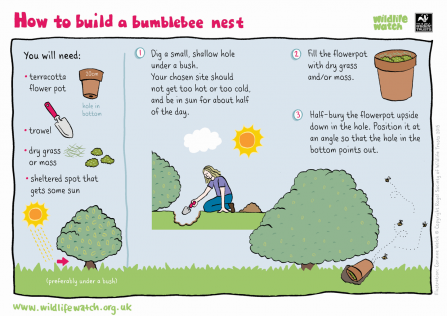 How to build a bumblebee nest
