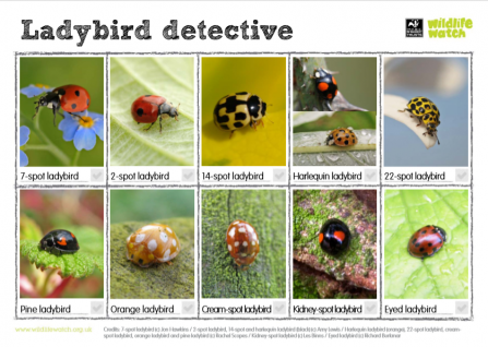 Ladybird detective sheet