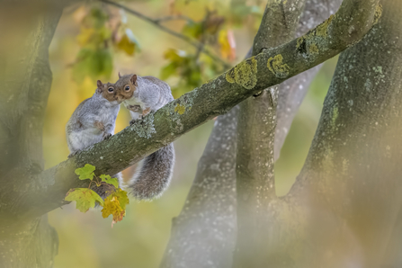 Squirrels on branch by Roy Macdonald