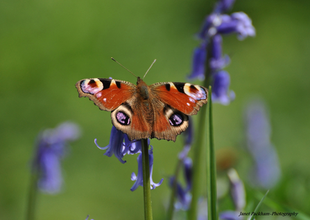Peacock butterfly on bluebells