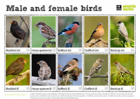 Male and female birds spotter sheet