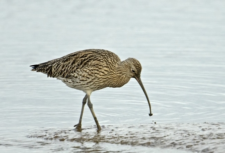 Curlew by Chris Gomersall/2020Vision