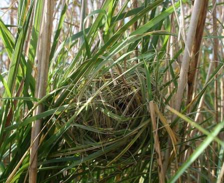 Harvest mouse nest by Martha Cowell