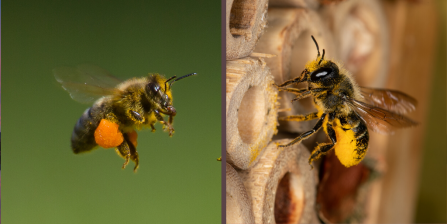 Honey bee and leafcutter bee by John Hawkins