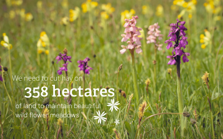 We need to cut hay on 358 hectares of land to maintain beautiful wild flower meadows