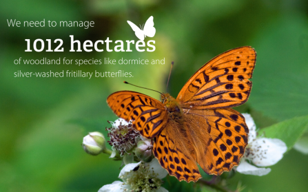 We need to manage 1012 hectares of woodland for species like dormice and silver washed fritillary butterflies