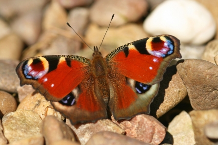Peacock butterfly by Rachel Scopes