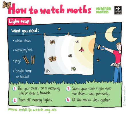 Moth watching activity sheet