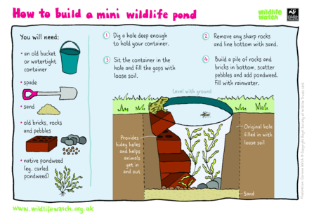 Mini wildlife pond activity sheet