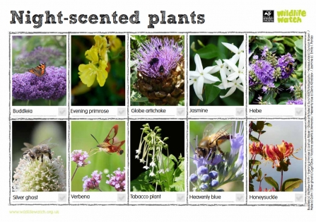 Night-scented plants spotter sheet