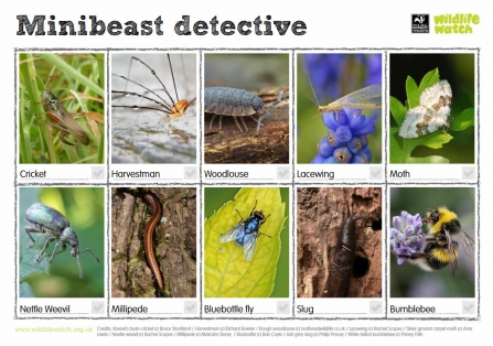 Minibeast detective spotter sheet