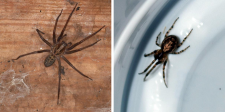 Giant house spider by Dr Malcom Storey/ false widow spider by Badgreeb Pictures