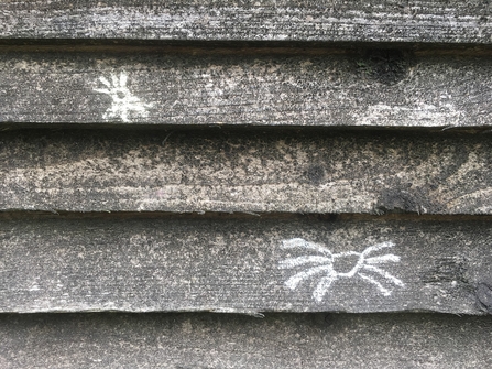 Two chalk spiders