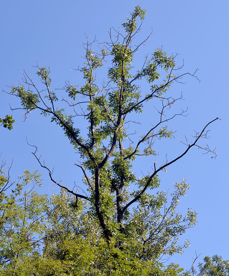 Ash tree with ash dieback