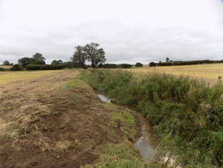A berm created as part of river restoration works on the Upper Wensum