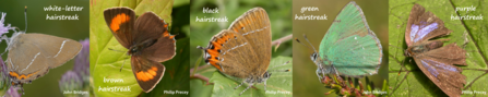 The five UK species of hairstreak butterfly