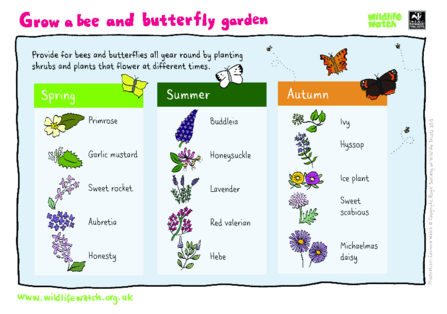 How to grow a bee and butterfly garden