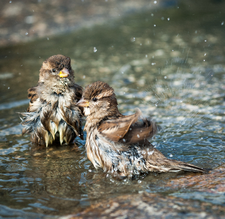 Sparrows in bird bath 