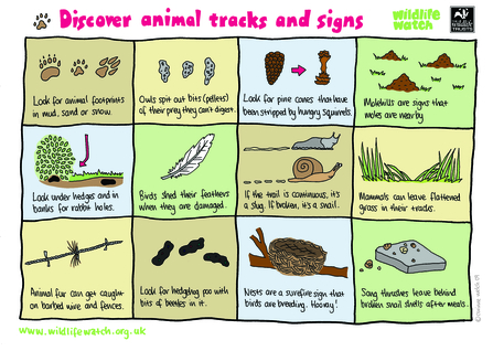 Animal tracks and signs