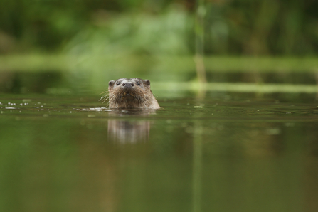 River otter by Luke Massey