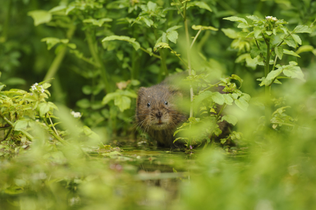 Water vole by Terry Whittaker/2020Vision