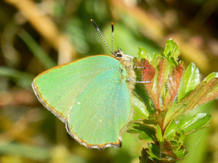 A green hairstreak butterfly at BBOWT's Dancersend nature reserve near Aylesbury. Picture: Mick Jones