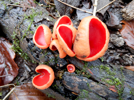 Scarlet elfcup fungus at BBOWT's Dancersend nature reserve near Aylesbury. Picture: Mick Jones