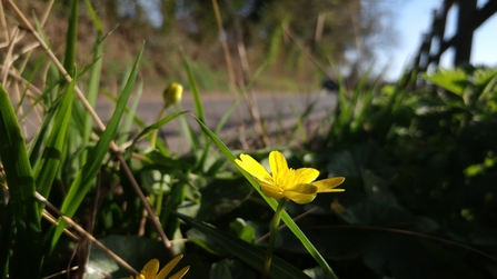 A lesser celandine flower growing on a roadside verge in West Berkshire. Picture: Simon Claybourn