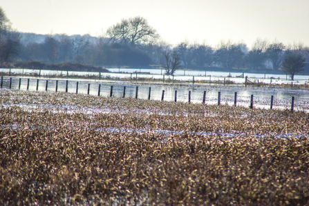 Flooding at BBOWT's Chimney Meadows nature reserve in West Oxfordshire. Picture: Louise King