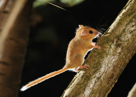 A dormouse running up a tree branch. Picture: Terry Whittaker/2020Vision