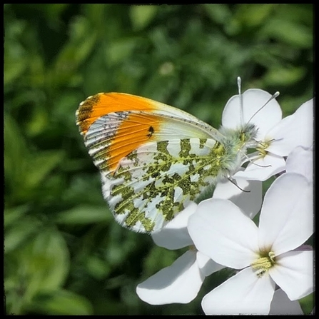Orange-tip butterfly 