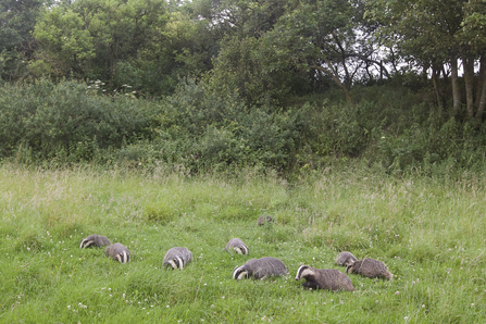 European badger (Meles meles) family and cubs feed in long grass near to their woodland sett in Dorset. Picture: Bertie Gregory/2020VISION