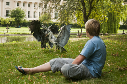 A boy watches two herons in a suburban park. Picture: Bertie Gregory/2020VISION