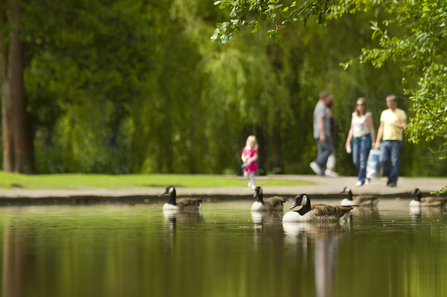 People walk in a suburban park where Canada geese congregate in a pond. Picture: Ben Hall/2020VISION