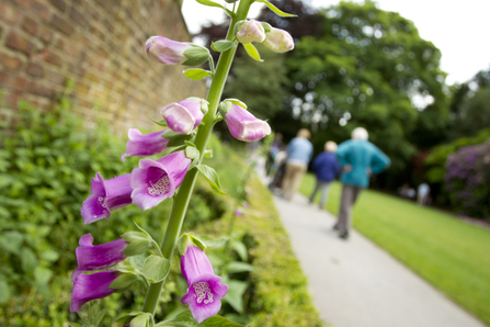 A family walk through a park where pink foxgloves grow in flowerbeds. Picture: Ben Hall/2020VISION