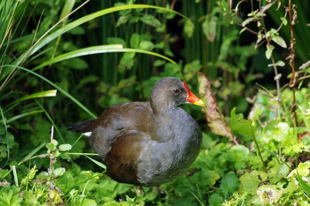 A moorhen. Picture: Gillian Day
