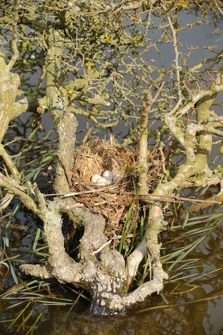 Moorhen nest. Picture: Amy Lewis