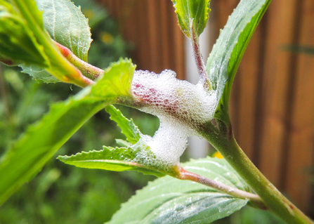 'Cuckoo spit': froghopper nest foam on a plant in Bedfordshire. Picture: Organgeaurochs/ Wikimedia Commons