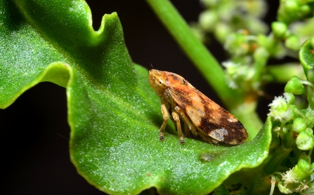 A common froghopper (Philaenus spumarius). Picture: 1bumer/ Wikimedia Commons
