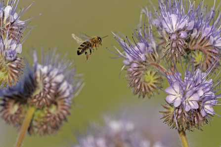 A European honey bee (April melifera) foraging for nectar. Picture: Chris Gomersall/ 2020Vision