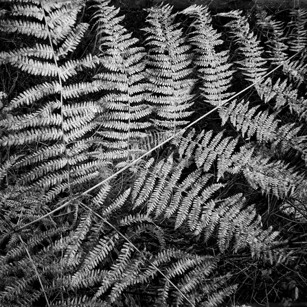 a black and white image of a fern