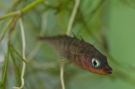 A three-spined stickleback. Picture: Jack Perks