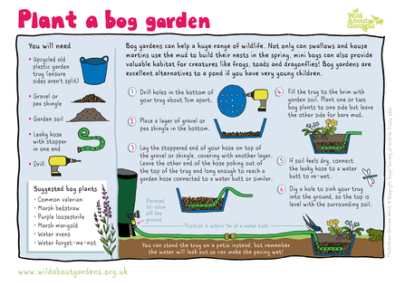 How to make a bog garden