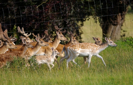 A group of male and female fallow deer. Picture: Gillian Day